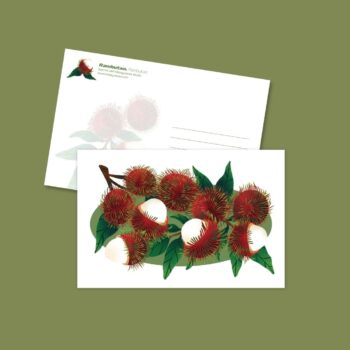 Rambutan Postcard
